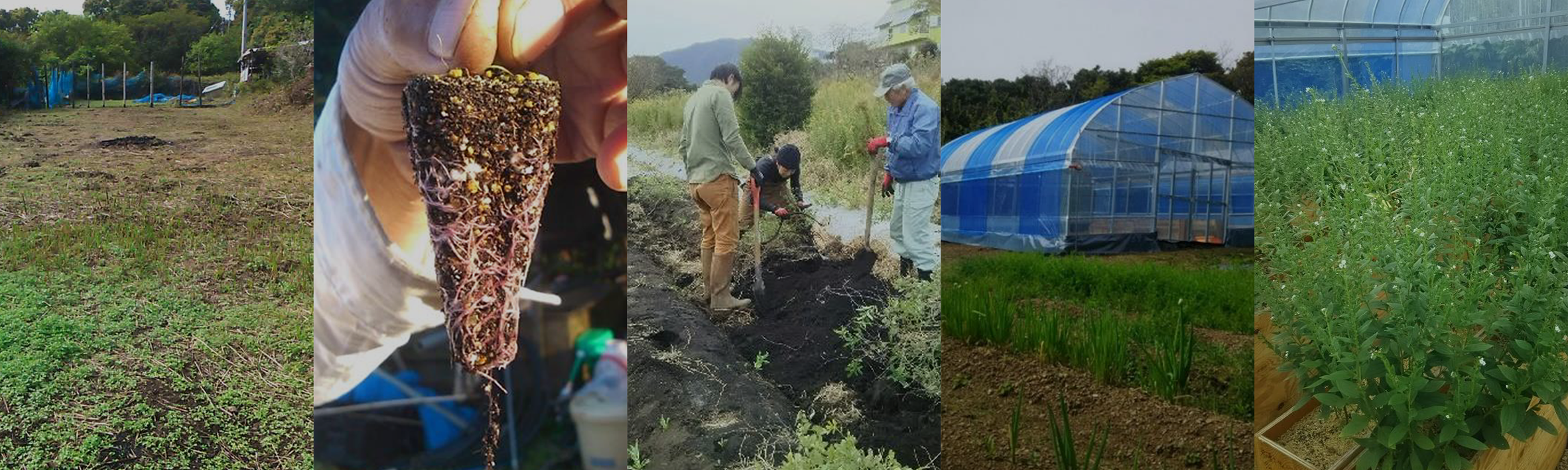 ムラサキの栽培プロセス - 紫根の収穫から栽培まで