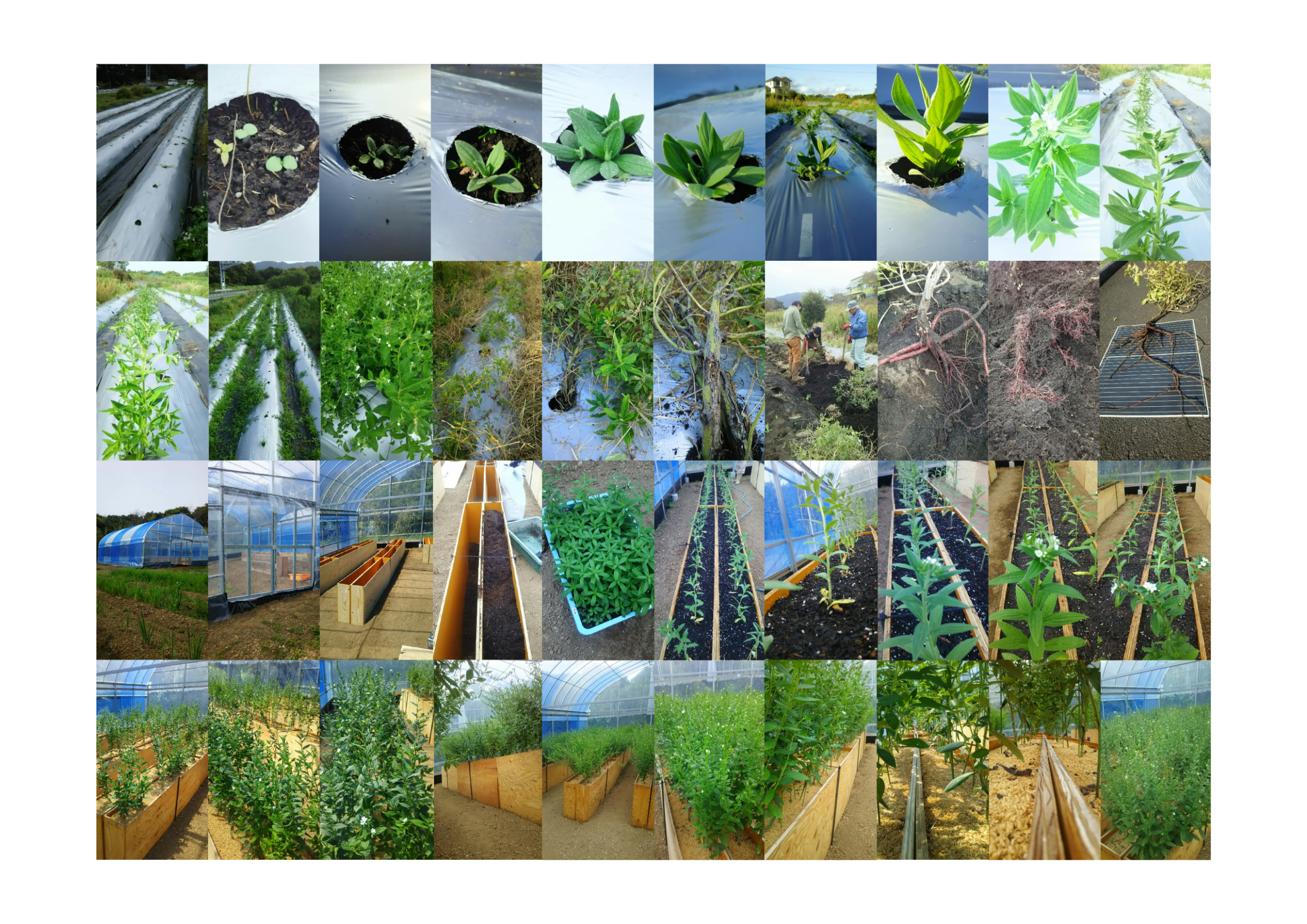 ムラサキ栽培の様子 - 苗の成長、畑の風景、ハウス栽培